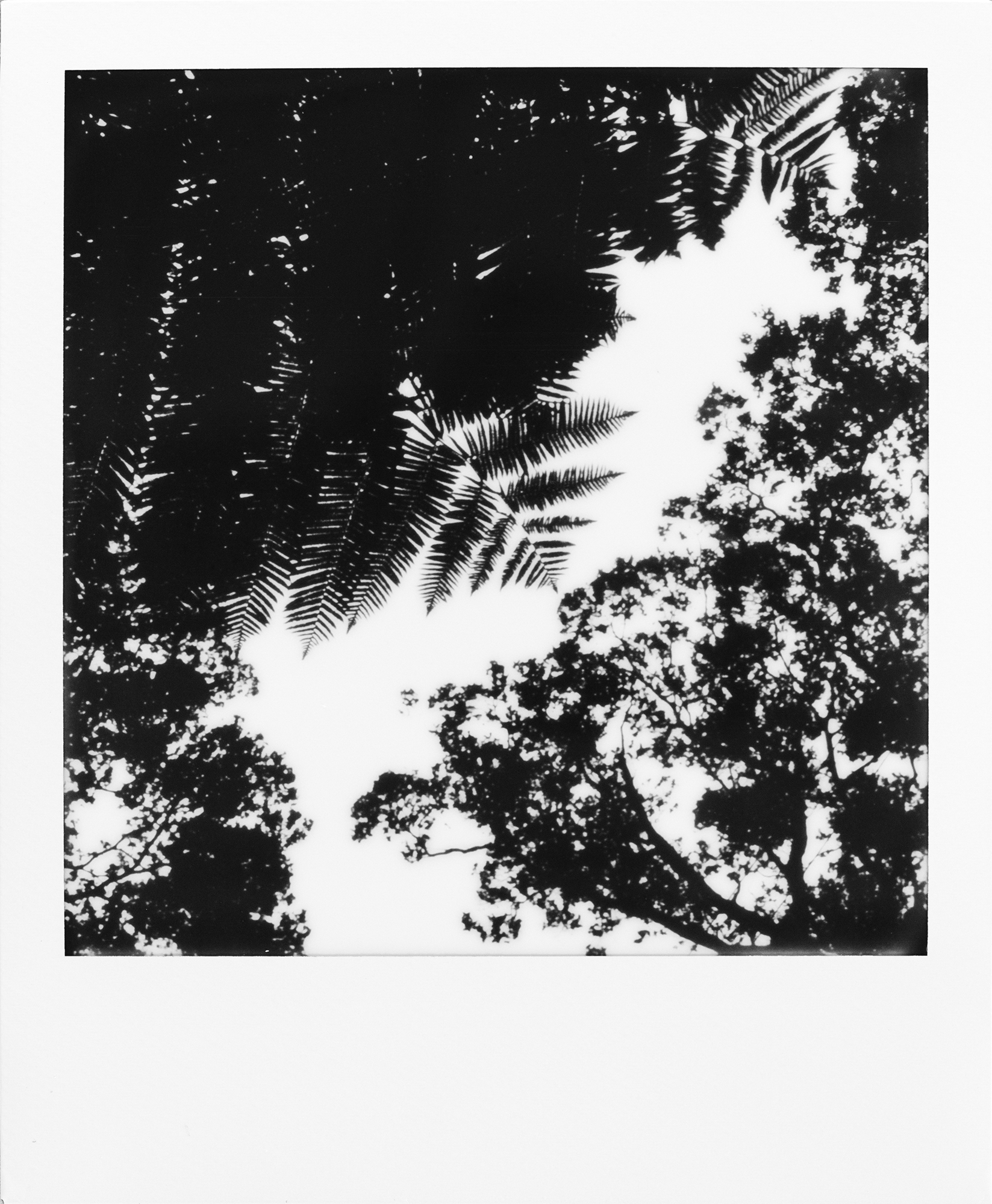 emiliano-rodriguez-polaroid-3.jpg